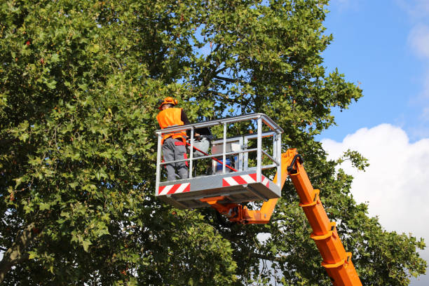  Piney, AR Tree Service Pros